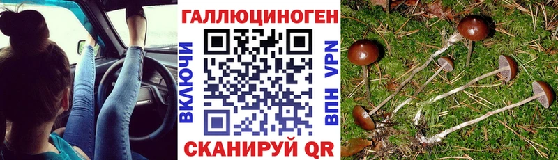 Псилоцибиновые грибы Psilocybe  Купить где  Остров 